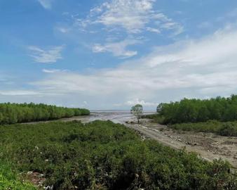 中心审核通过国内首个红树林碳汇VCS-CCB项目